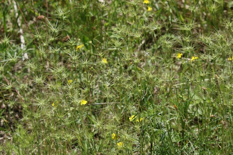 Ovate Goatgrass photo 4
