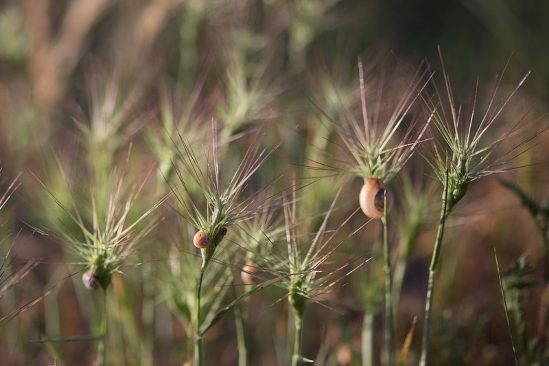 Ovate Goatgrass photo 5