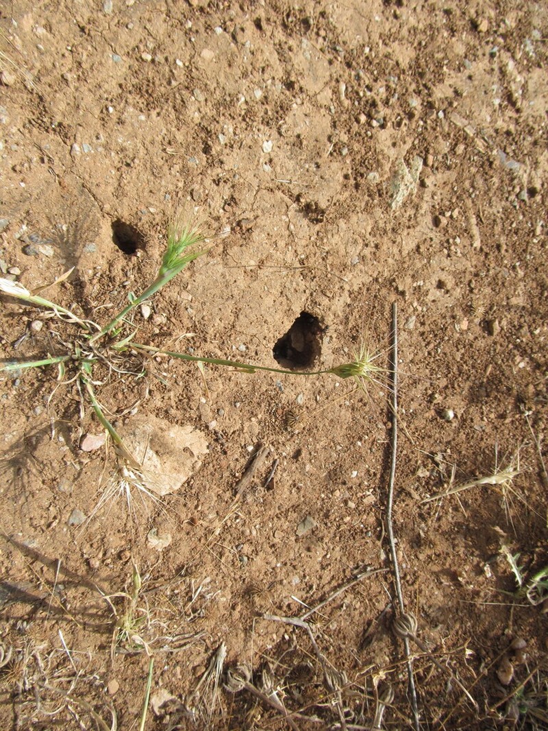 Ovate Goatgrass photo 6