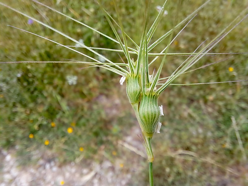 Ovate Goatgrass photo 7