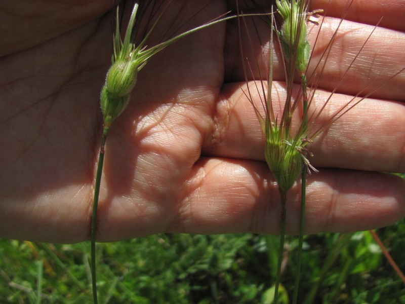 Ovate Goatgrass photo 8