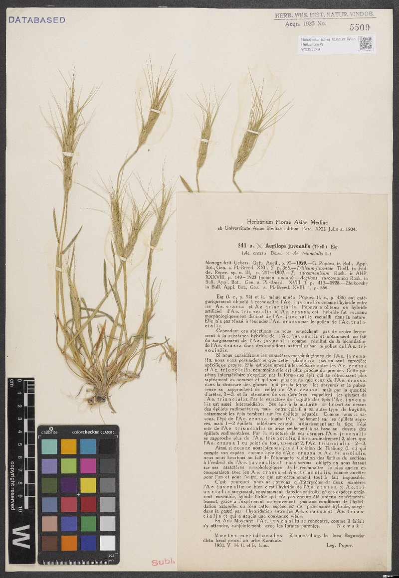 Aegilops juvenalis
