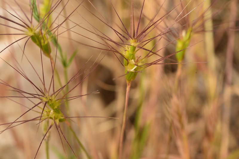 Aegilops kotschyi