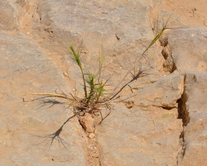 Aegilops kotschyi photo 2