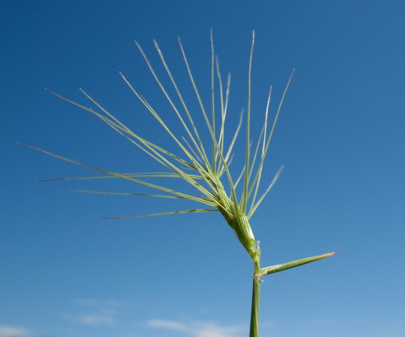 Aegilops kotschyi photo 3