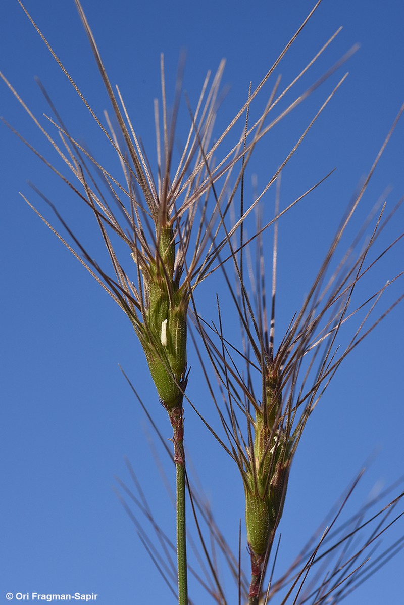 Aegilops kotschyi photo 4
