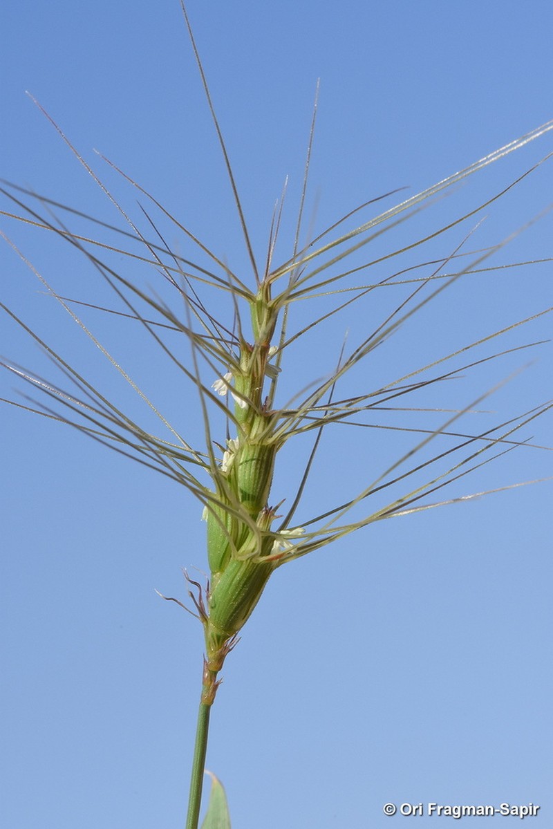 Aegilops kotschyi photo 5