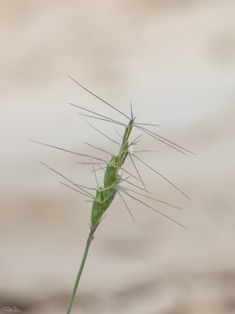 Aegilops kotschyi photo 6