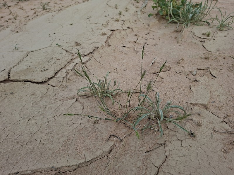 Aegilops kotschyi photo 7