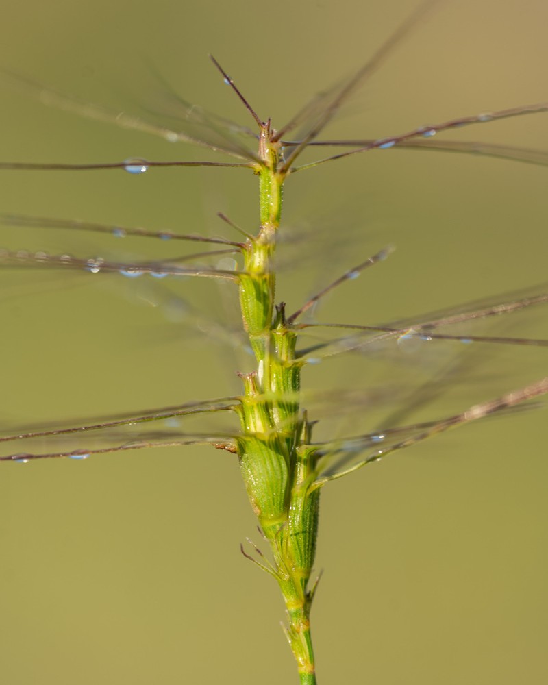 Aegilops kotschyi photo 8