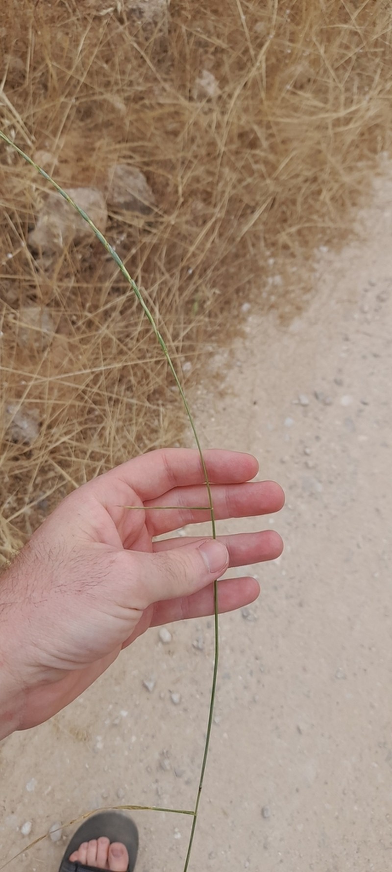 Goatgrass photo 3