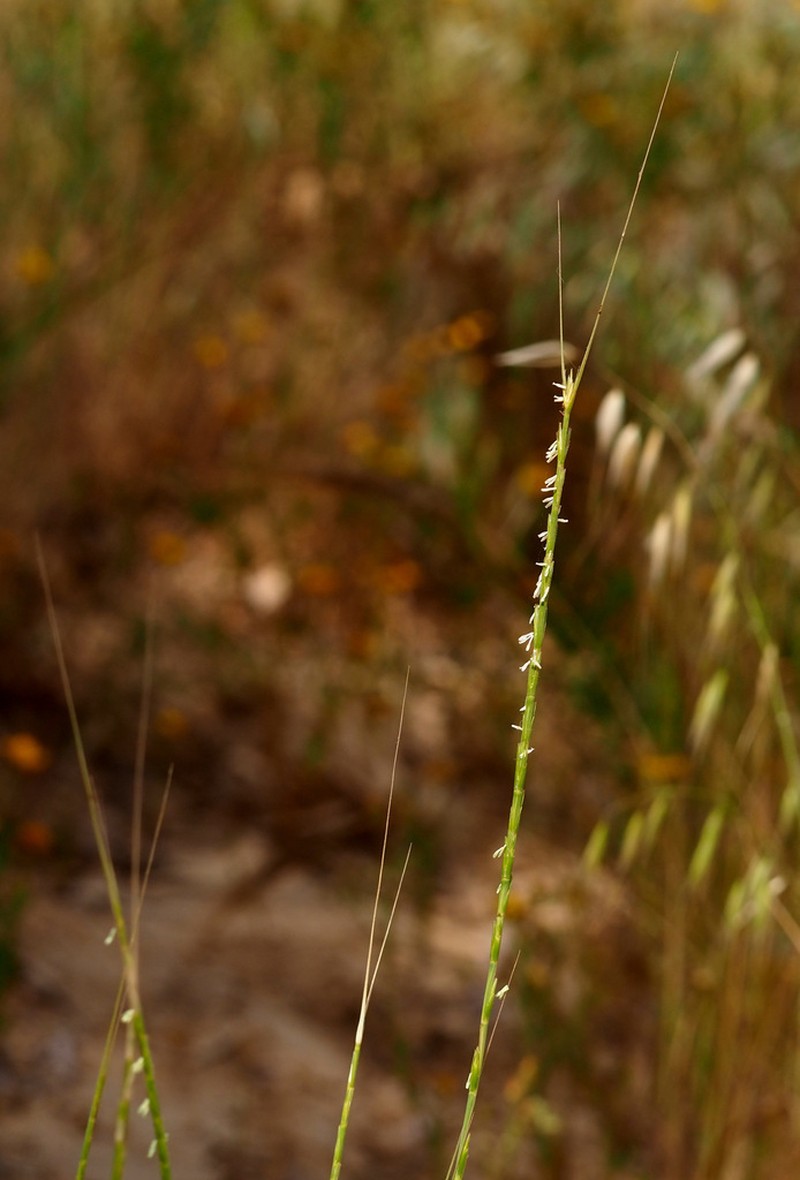 Goatgrass photo 4