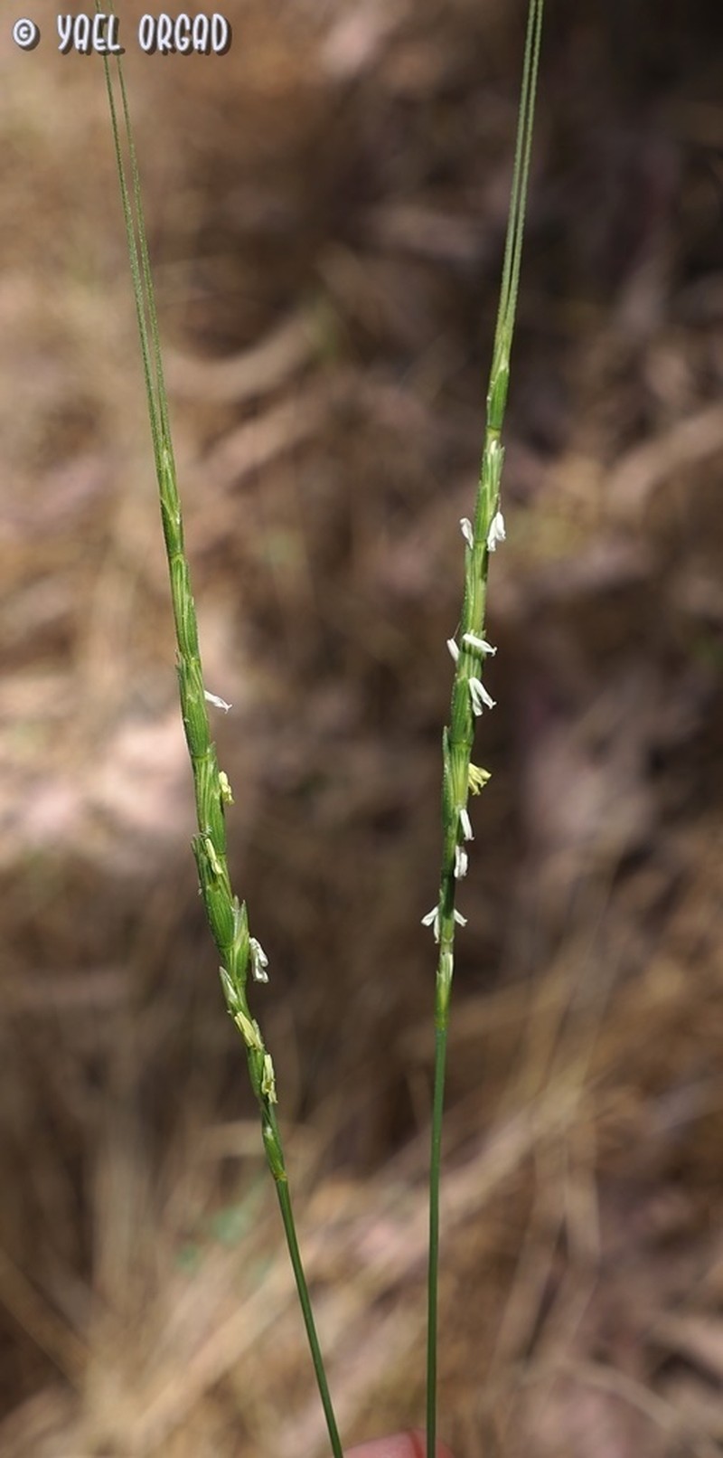Goatgrass photo 5