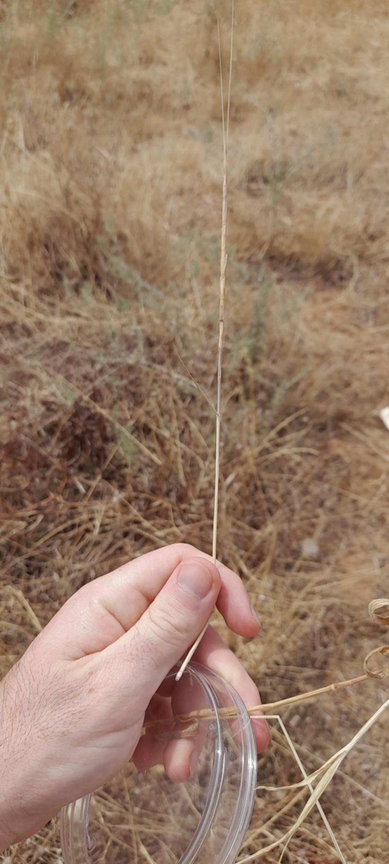 Goatgrass photo 6