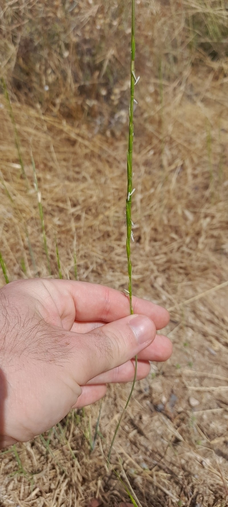 Goatgrass photo 7