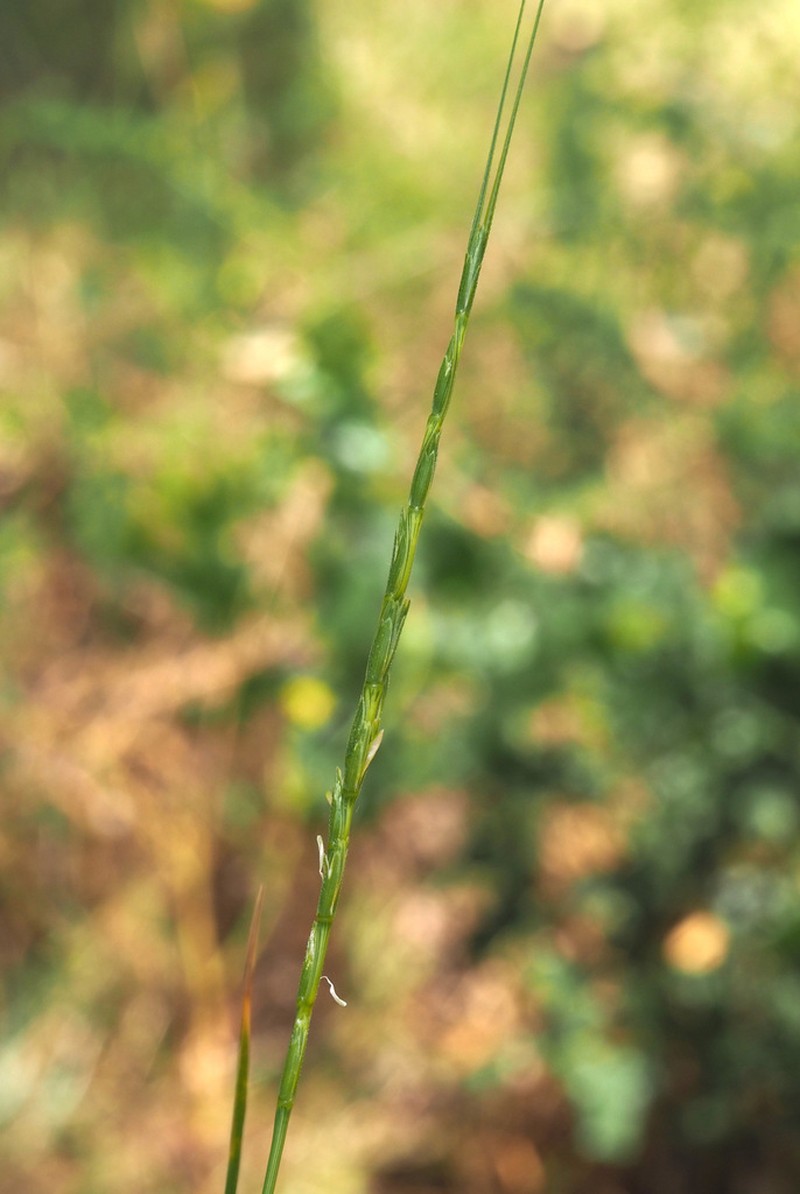 Goatgrass photo 8