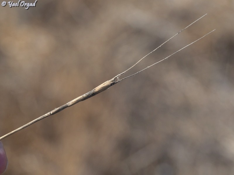 Goatgrass photo 9