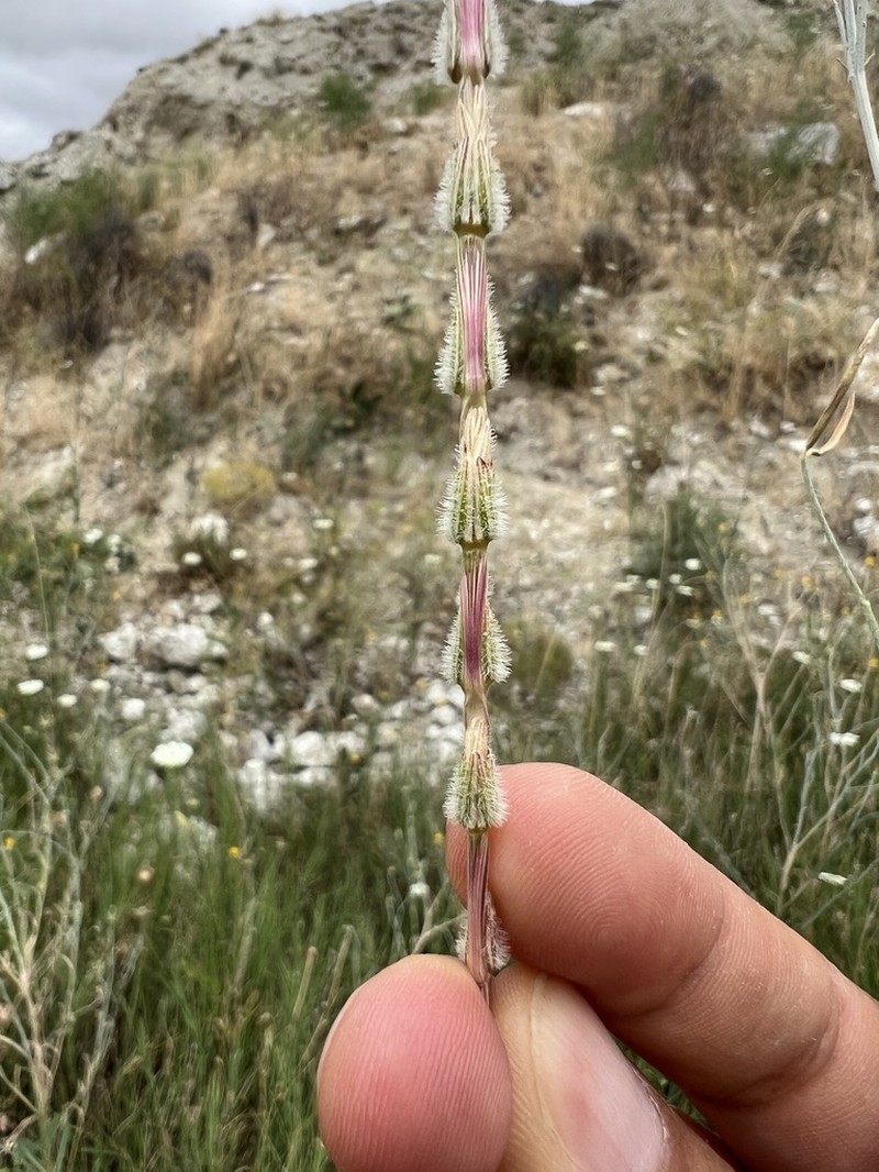 Amblyopyrum