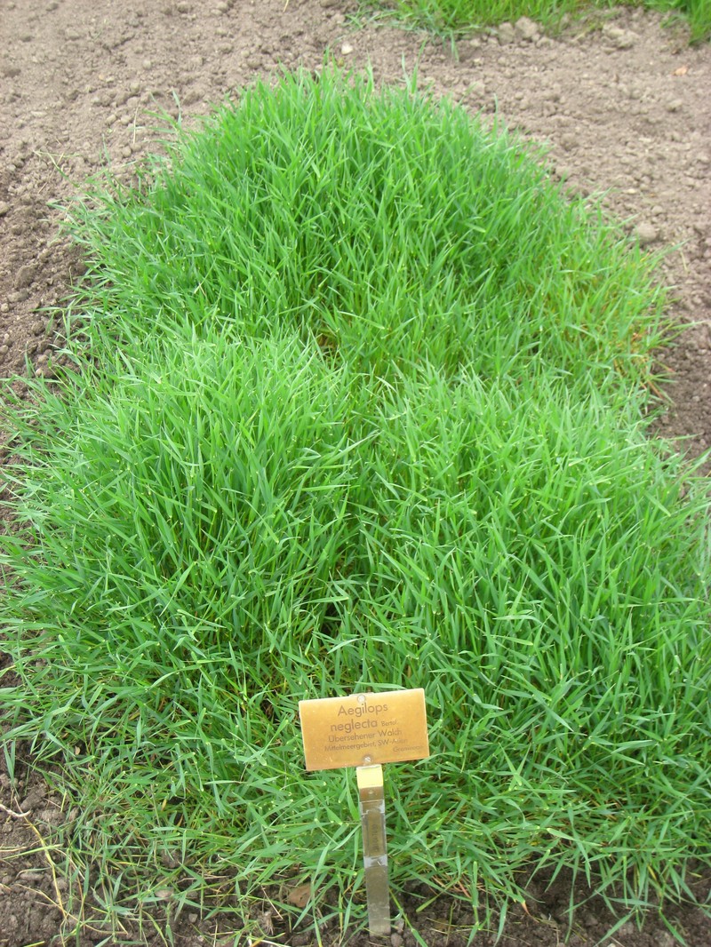 Three-Awned Goatgrass