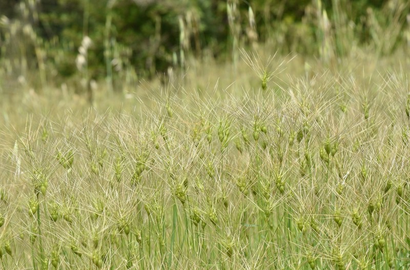 Three-Awned Goatgrass photo 2