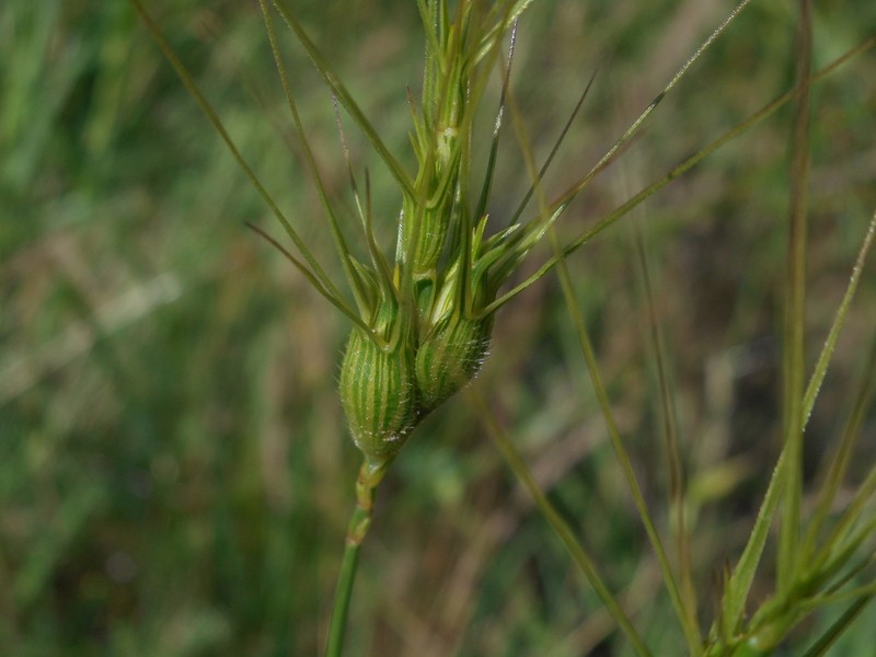 Three-Awned Goatgrass photo 3