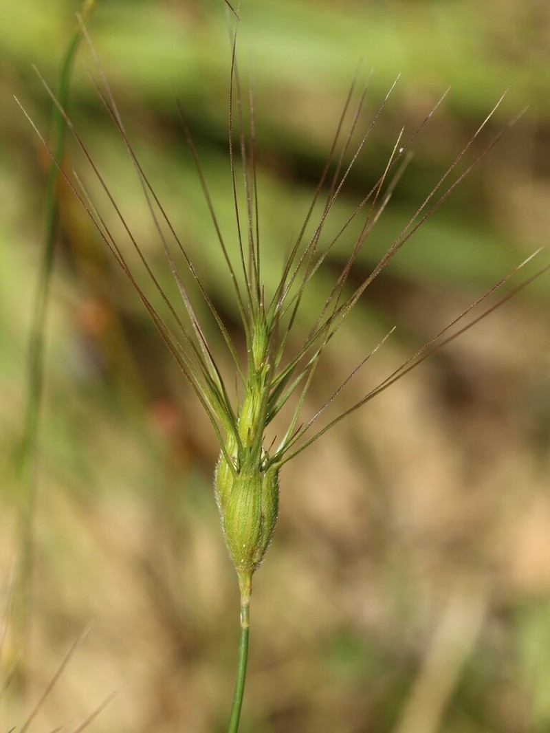 Three-Awned Goatgrass photo 4