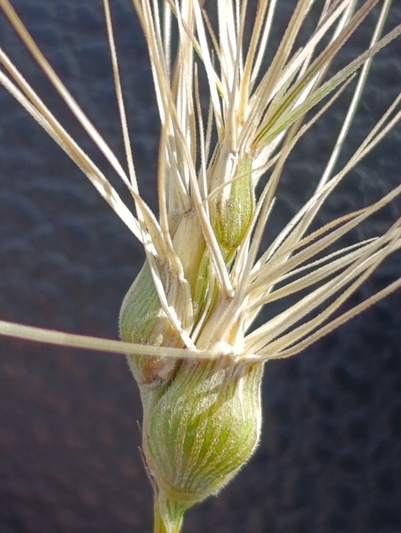 Three-Awned Goatgrass photo 5