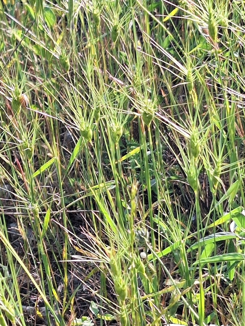 Three-Awned Goatgrass photo 6