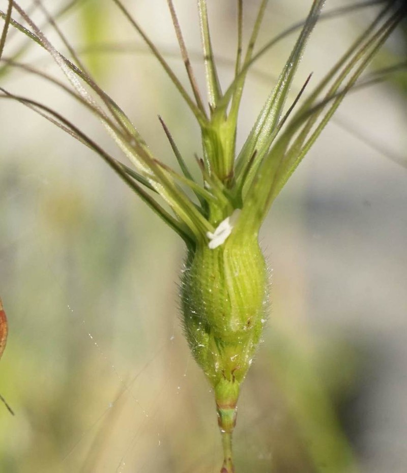 Three-Awned Goatgrass photo 7
