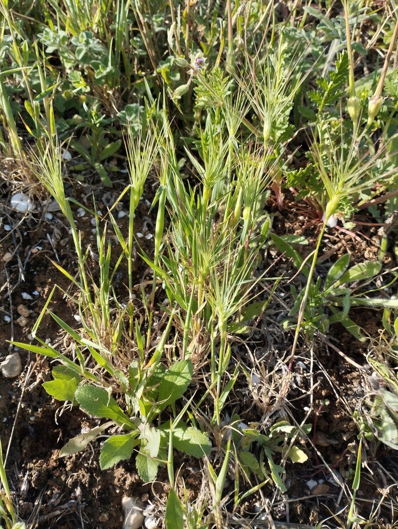 Three-Awned Goatgrass photo 8