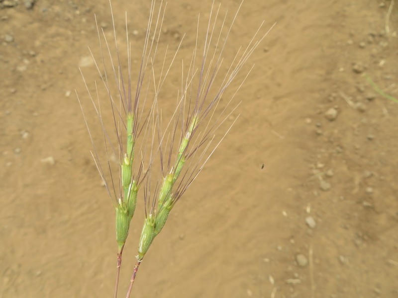 Aegilops peregrina