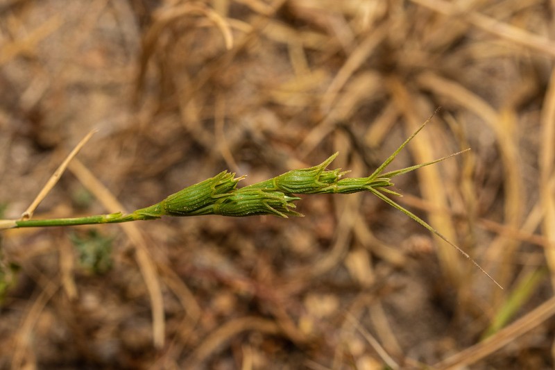 Aegilops peregrina photo 2