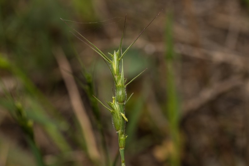 Aegilops peregrina photo 3