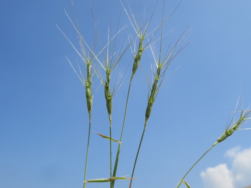 Aegilops peregrina photo 4