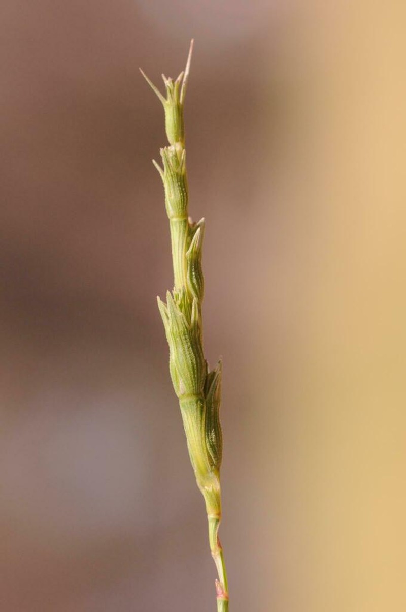 Aegilops peregrina photo 5