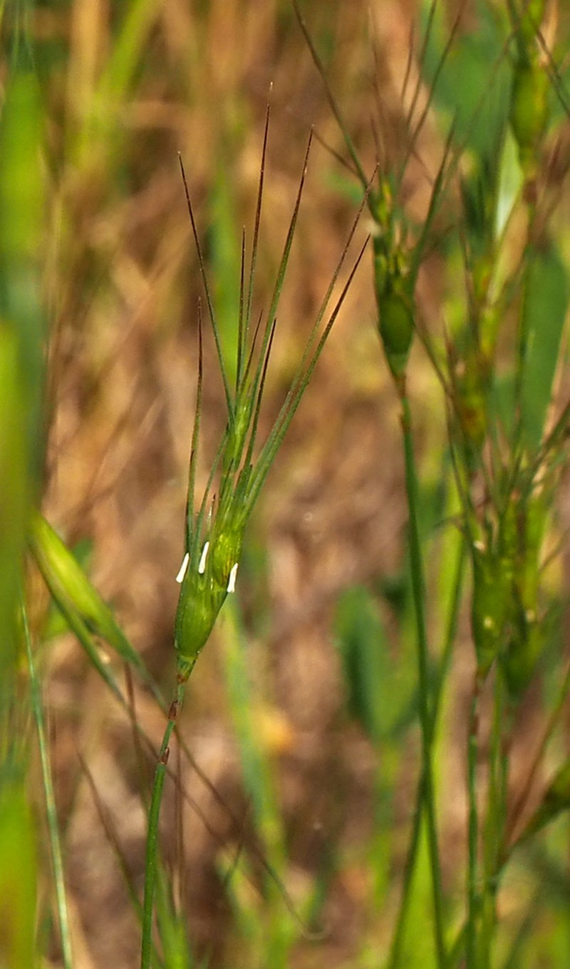 Aegilops peregrina photo 6