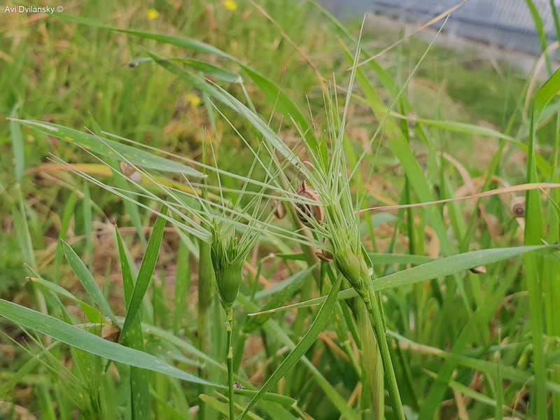 Aegilops peregrina photo 7