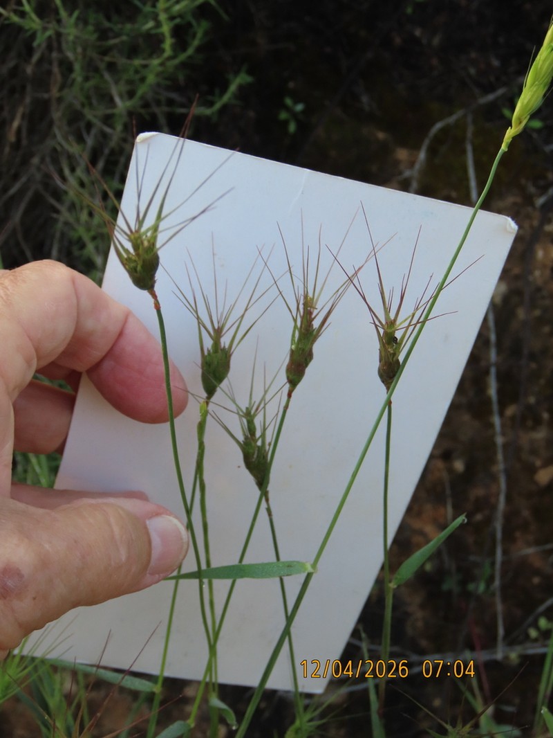 Aegilops peregrina photo 8