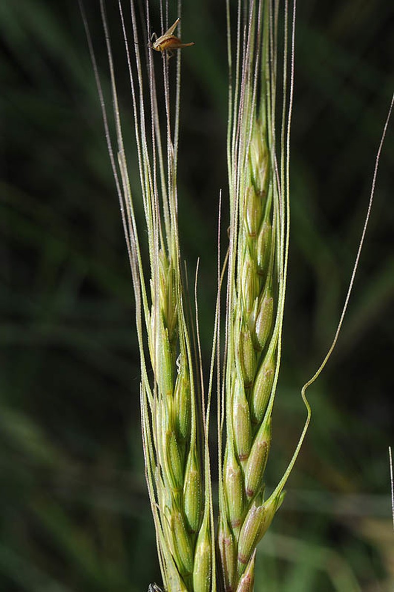 Aegilops sharonensis