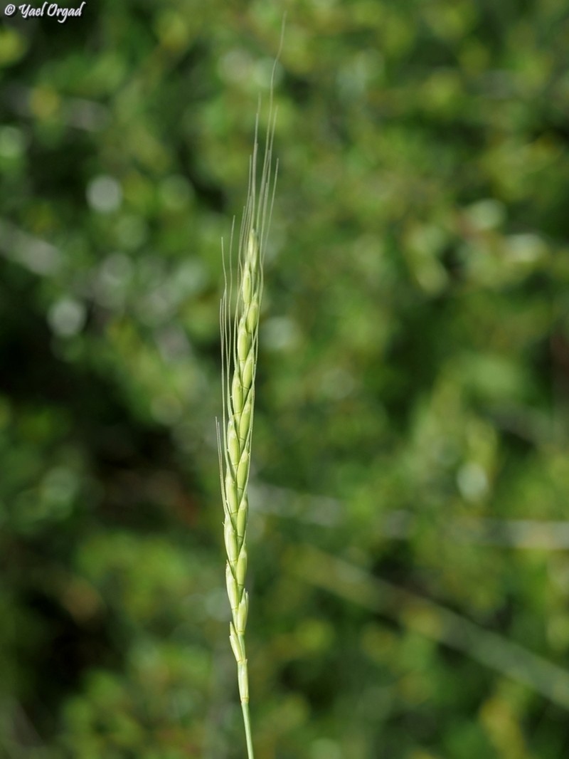 Aegilops sharonensis photo 2