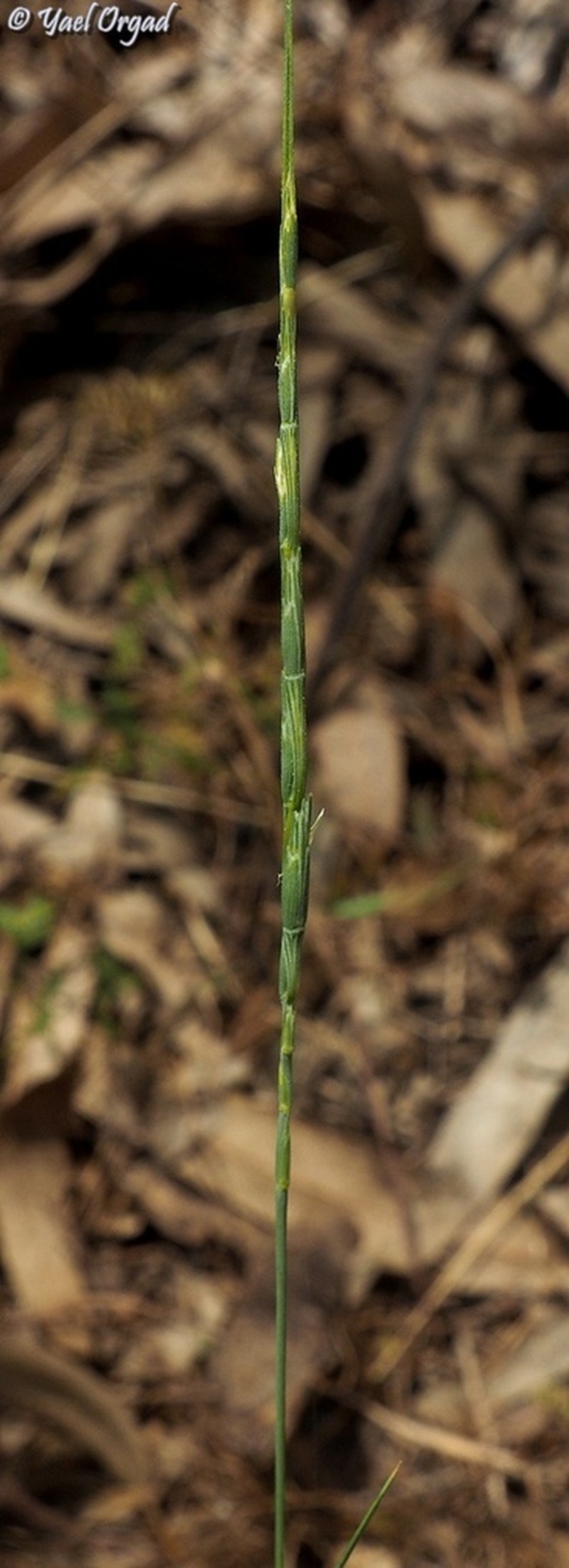 Aegilops sharonensis photo 3