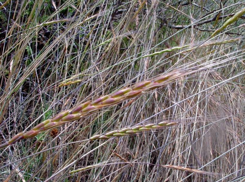 Aegilops sharonensis photo 4
