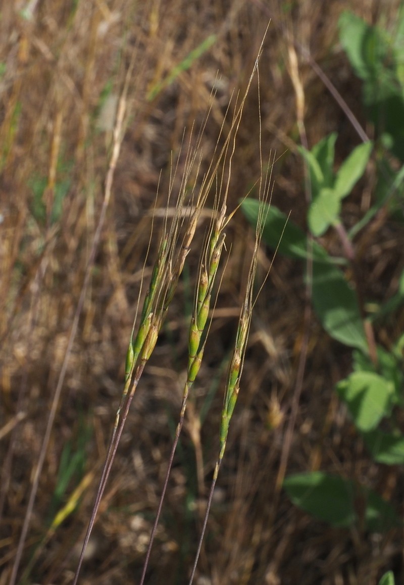 Aegilops sharonensis photo 5