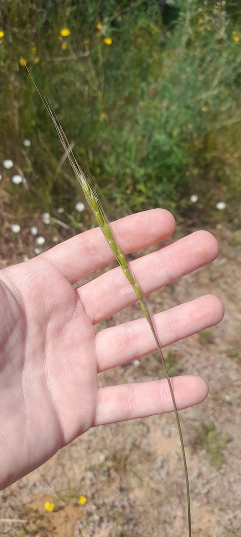 Aegilops sharonensis photo 6