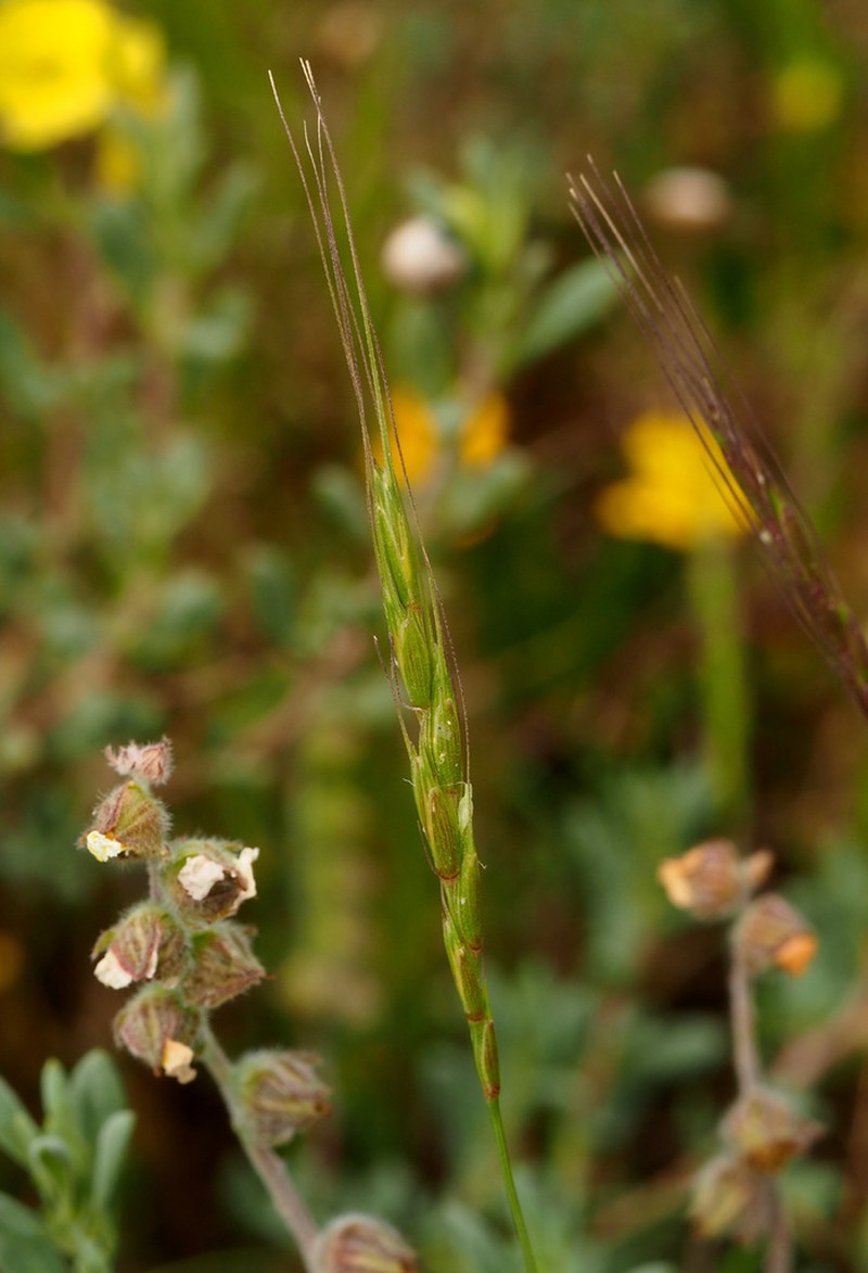 Aegilops sharonensis photo 7