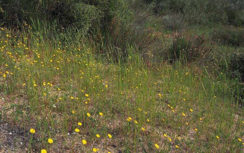 Aegilops sharonensis photo 8
