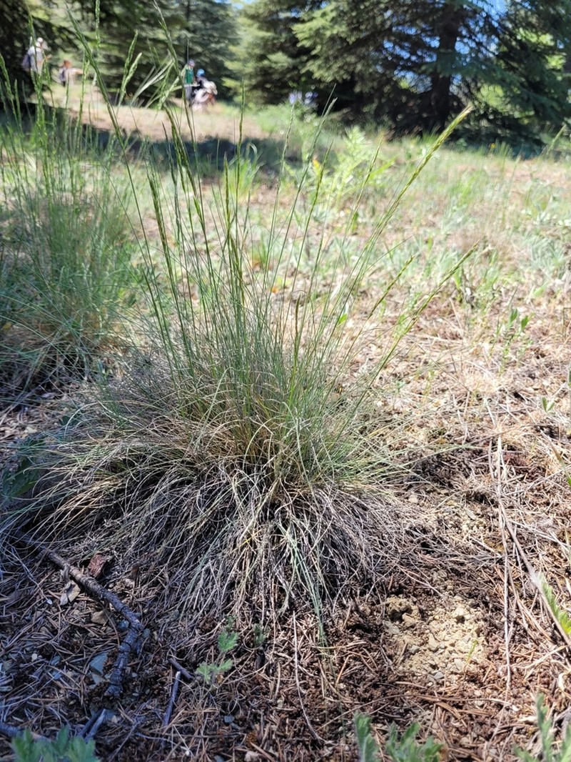 Goatgrass photo 3
