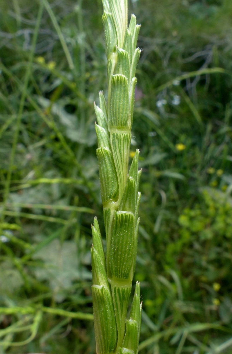 Goatgrass photo 4