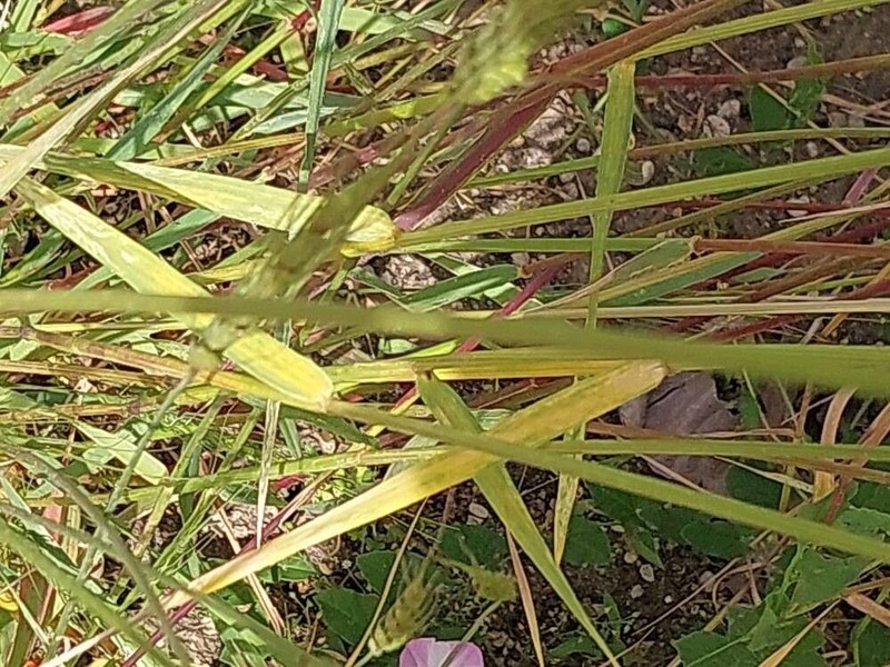 Goatgrass photo 5