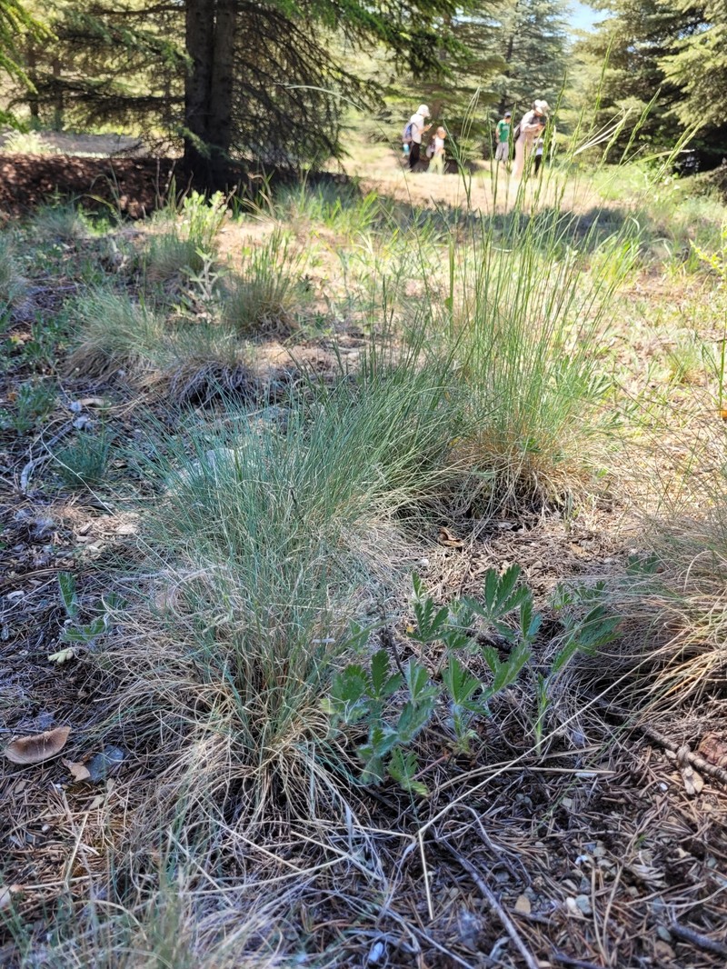Goatgrass photo 6